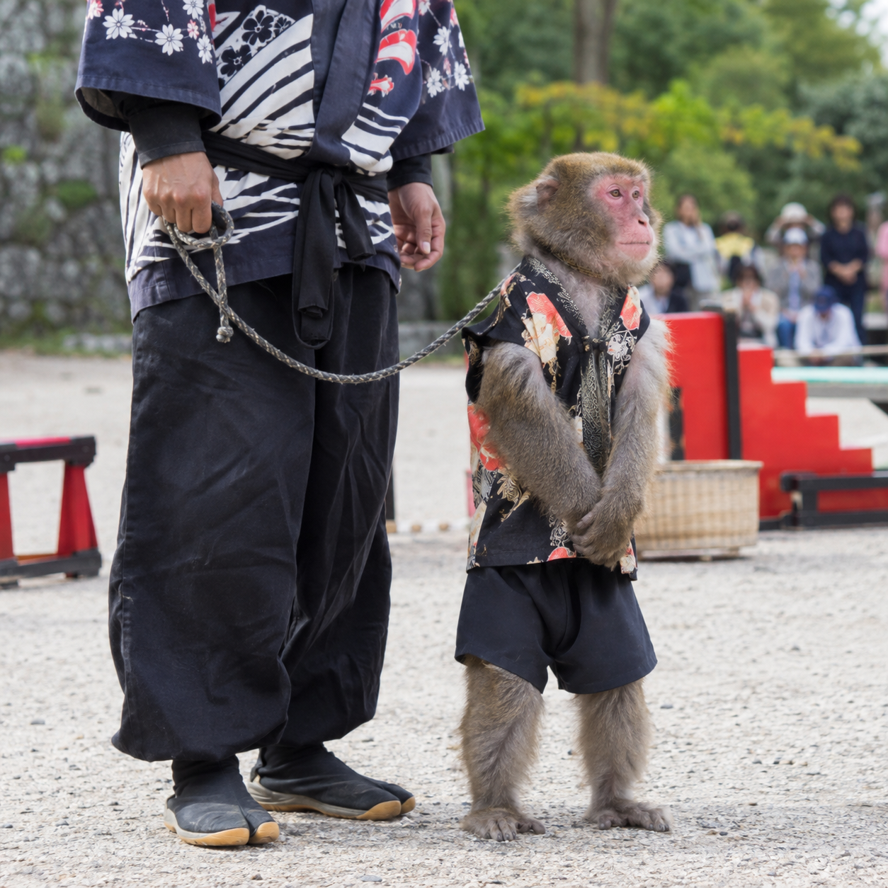 猿回し手配